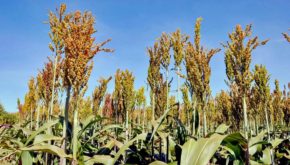 Com maior tolerância à deficiência hídrica, o sorgo representa uma alternativa para diversificar a produção agrícola em regiões sujeitas à irregularidade das chuvas - Foto: Juliano Ribeiro/Governo do Tocantins